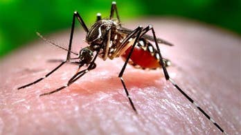 Outbreak of disease carried by mosquitoes halts blood donation in Rome