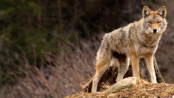 Coyote attacks teenager in Massachusetts: report