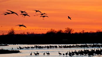 'America's great migration:' Thousands of cranes meet along Nebraska river