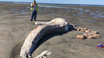 Maine beachgoers find decomposing body of possible basking shark: 'It was foul'