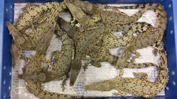 50 live crocodiles seized at Heathrow Airport