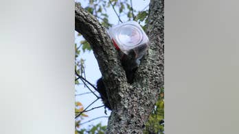 Bear cub rescued after his head gets stuck in oversized cookie jar and he gets stuck in tree