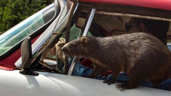 Cuban couple domesticates large Caribbean rodents called huitias