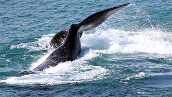 Culprit behind baby whale deaths may have come from the sky