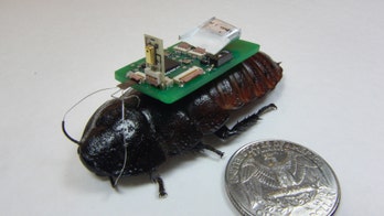 Cyborg cockroaches can help find and rescue disaster victims buried under rubble