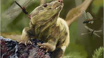 Meet granddad: Weird, ancient reptile gave rise to mammals