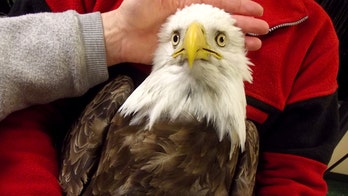 Fireworks threaten baby eagle in Connecticut town
