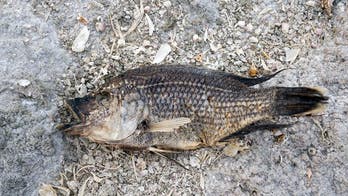 Florida beach littered with 'hundreds' of dead fish, marine life