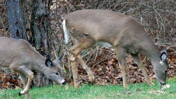 State regulators considering big limits on hunting after winter proves tough on deer
