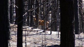 California environmentalists, logging industry lock horns over burned trees