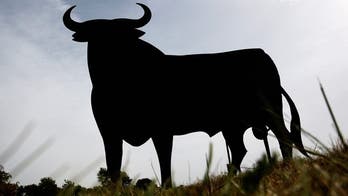 Brazilian 'unicorn' is rare case of bull born with one perfectly centered horn