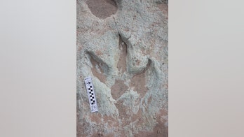 Area with 200-plus dinosaur tracks opening to public soon