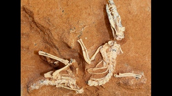 Studies shed light on Earth-shaking crash that doomed dinosaurs, led to rise of mammals, us