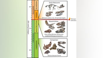 Could dinosaurs have survived the impact that killed them?