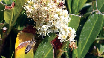 Feds blame combination of parasite, virus, bacteria, pesticides for strange bee disappearance