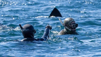 Terrifying moment snorkeler realizes massive shark is directly behind his friend