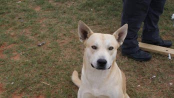 Dog's master flees from police, dog follows master, police follow dog, master arrested