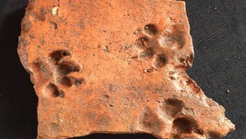 Ancient puppy paw prints found on Roman tiles