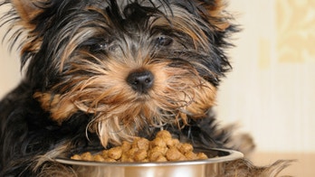 Woman eats dog food for 30 days to prove it's healthier than most human foods