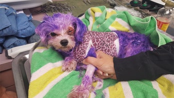 Dog suffers burns, swollen eye after being dyed purple, animal services says