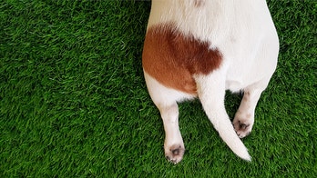 Dog owner who used pet-sitting service says he found shirtless men, lube in living room