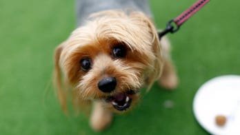 Doggy BnB is like Tinder, LinkedIn, and AirBnB – but for pets