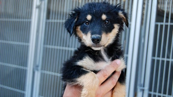 American dogs come from Asia