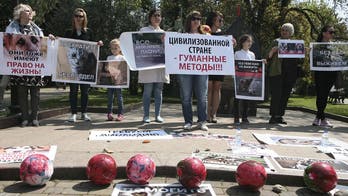 World Cup 2018 host cities in Russia allegedly killing off stray dogs ahead of tournament