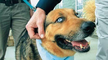 Dog trained to lie down when he smells cancer
