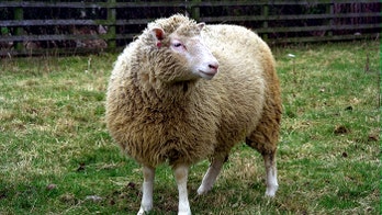 20 years after Dolly the sheep, what have we learned about cloning?