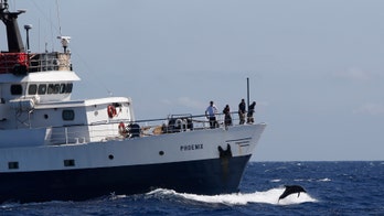 Dolphins haven't inhabited the Mediterranean for long