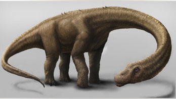 Dreadnoughtus dinosaur weighed whopping 65 tons, feared nothing