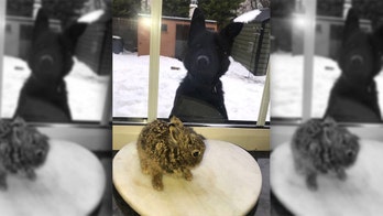Airport worker rescues baby rabbit from deadly storm