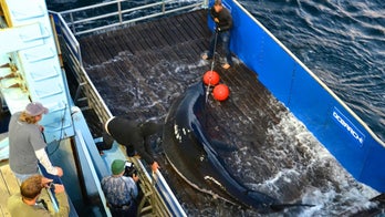 Great white shark tracked for years has fallen off the radar