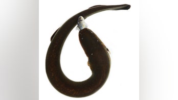 Electric embrace: Eels curl up to supercharge shocks