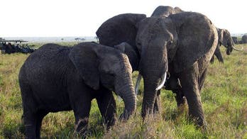 Oregon Zoo staff infected by TB after exposure to elephants