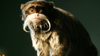 7 animals that sport stache