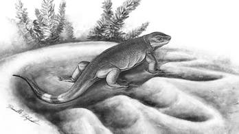 Tiny land-dwelling carnivore evolved into huge vegetarians