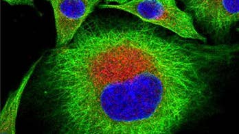 Scientists develop safer foot-and-mouth vaccine