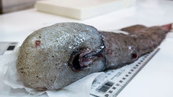 Cousin of 'world's ugliest animal' found near Australia