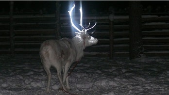 Reindeer get 'glowing' antler makeover in Finland