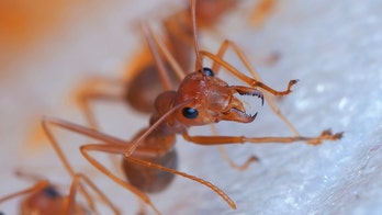 North Carolina woman says fire ants 'exploded' all over, delivering painful stings that nearly killed her