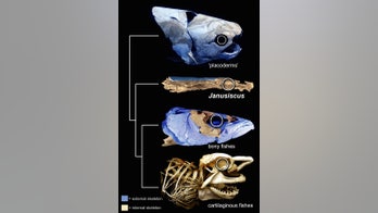 Birth of jaws: Tiny fish may be ancient ancestor