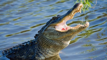 Gator attacks homeless woman at Florida lake, investigators say