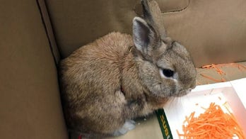 Lost rabbit caused bomb scare at Australian airport