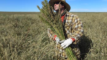 Colorado farmers harvesting industrial hemp despite federal drug law