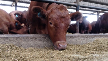 Florida cattle ranchers seek locally grown label