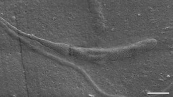 Oldest animal sperm lasted 50 million years in Antarctica