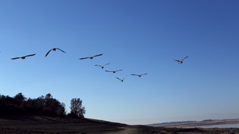 Roller-coaster flight: How geese save energy while migrating