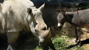 Rhinoceros in Georgia zoo finds peace with new donkey friends; lion cub bonds with puppy